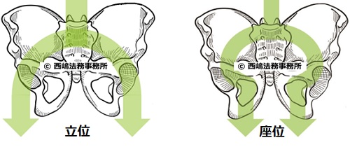 立位・座位における骨盤アーチの力の伝達