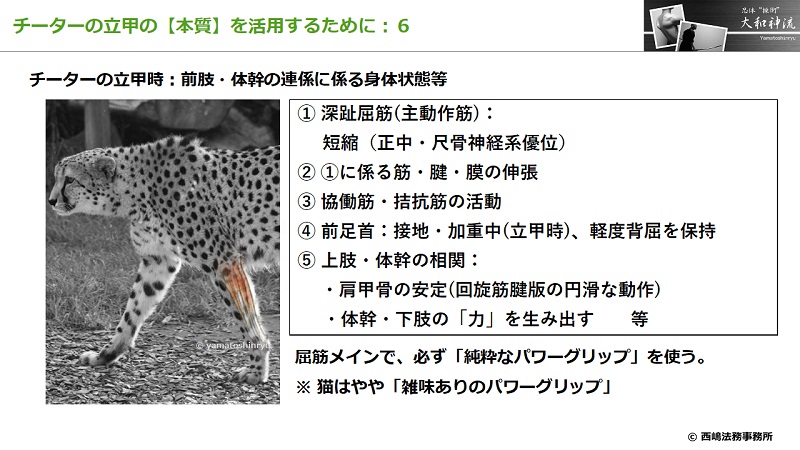 チーターの立甲の本質 前肢・体幹の連係に係る身体状態の認識等