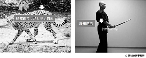 人の腰椎は前弯、チーターの腰椎は後弯