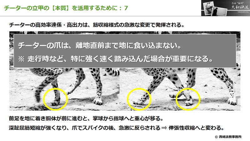 チーターの立甲の本質７：チーターの高出力・高効率連係のヒミツ