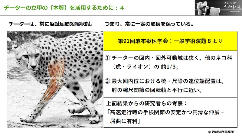 チーターの立甲の本質４：獣医学研究より
