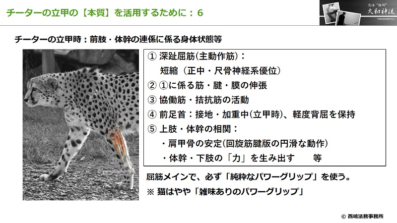 チーターの立甲の本質６：前肢・体幹連係に係る身体状態