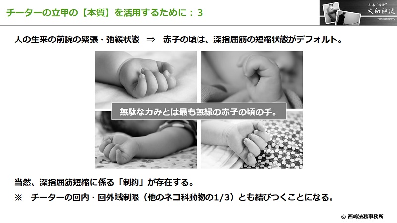 チーターの立甲の本質３：人の前腕