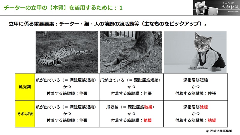 チーターの立甲の本質１：前腕の筋活動