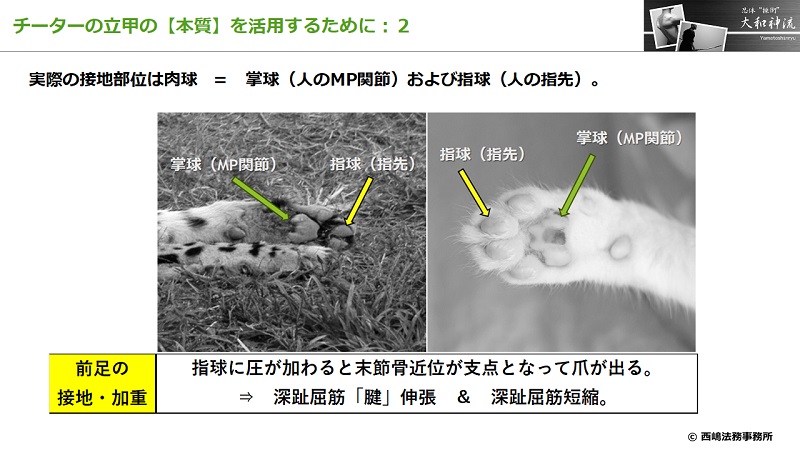 チーターの立甲の本質２：接地部位